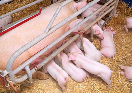 China International Animal Husbandry Expo (Shenyang) 03