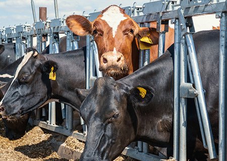 China International Animal Husbandry Expo (Shenyang) 02