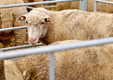 China International Animal Husbandry Expo (Shenyang) 01