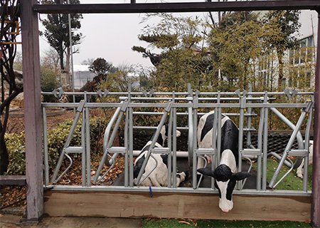 Cow Headlock Introduction